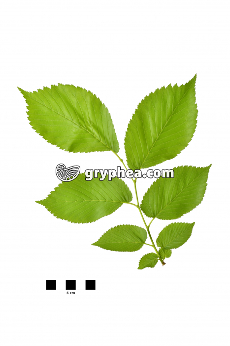 Orme - rameau avec feuilles (Ulmus sp) - gryphea.com